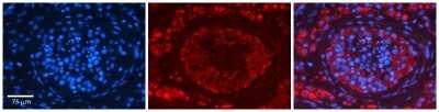 Immunohistochemistry: EPRS Antibody [NBP1-56557]