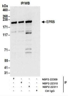Immunoprecipitation: EPRS Antibody [NBP2-22311]