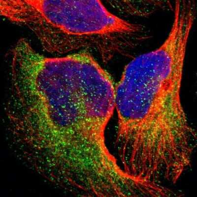 Immunocytochemistry/ Immunofluorescence: EPS15 Antibody [NBP1-89221]