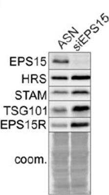 Western Blot: EPS15R Antibody [NB100-88149]