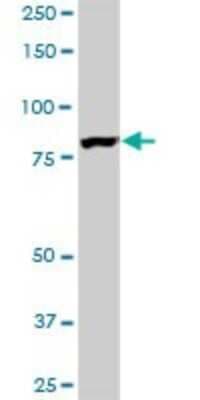 Western Blot: EPS8L2 Antibody (6C2) [H00064787-M01]