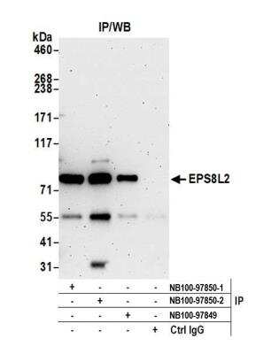Immunoprecipitation: EPS8L2 Antibody [NB100-97850]