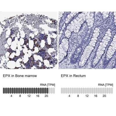 Immunohistochemistry-Paraffin: EPX Antibody [NBP3-17016]