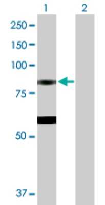 Western Blot: EPX Antibody [H00008288-D01P]