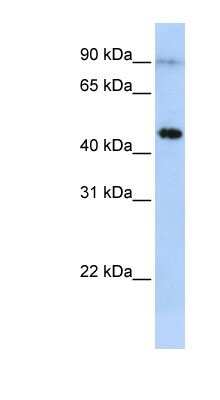 Western Blot: EPX Antibody [NBP1-58010]