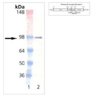 Western Blot: ER alpha/NR3A1 Antibody (h-151) [NB120-13538]
