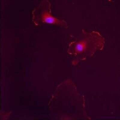 Immunocytochemistry/ Immunofluorescence: ER beta/NR3A2 Antibody [NB120-3577]