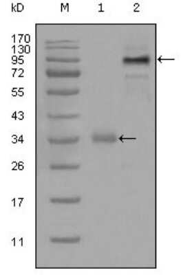 Western Blot: ETV1 Antibody (1C8B6)BSA Free [NBP1-28868]