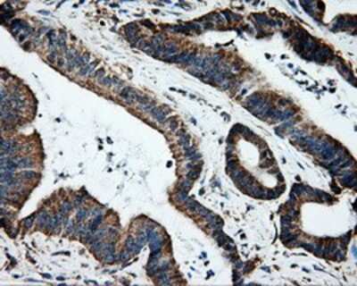 Immunohistochemistry-Paraffin: ERAB Antibody (OTI10B4) [NBP2-02118]