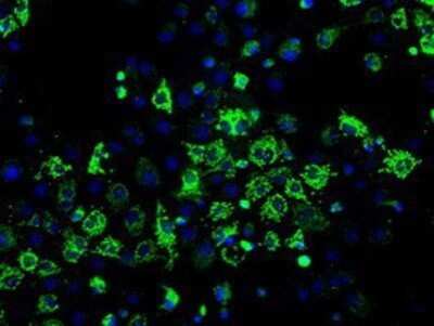 Immunocytochemistry/ Immunofluorescence: ERAB Antibody (OTI10B4) - Azide and BSA Free [NBP2-70871]