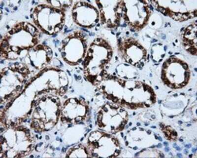 Immunohistochemistry: ERAB Antibody (OTI10B4) - Azide and BSA Free [NBP2-70871]