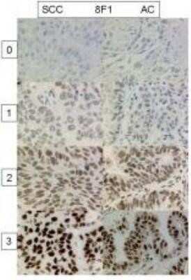 Immunohistochemistry: ERCC1 Antibody (8F1) - Azide and BSA Free [NBP2-80725]