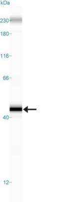 Simple Western: ERCC1 Antibody (CL1284) [NBP2-34480]