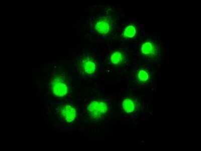 Immunocytochemistry/ Immunofluorescence: ERCC1 Antibody (OTI1A3) - Azide and BSA Free [NBP2-70662]