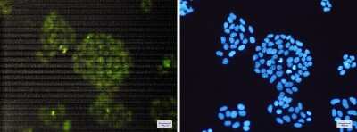 Immunocytochemistry/ Immunofluorescence: ERCC1 Antibody (S08-7E3) [NBP3-14929]