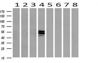 Western Blot: ERG Antibody (OTI4H7) [NBP2-45520]