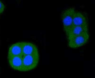 Immunocytochemistry/ Immunofluorescence: ERG Antibody (SP06-04) [NBP2-67375]