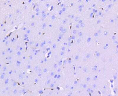 Immunohistochemistry-Paraffin: ERG Antibody (SP06-04) [NBP2-67375]