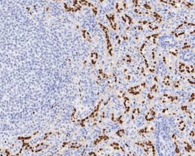 Immunohistochemistry-Paraffin: ERG Antibody (SP06-04) [NBP2-67375]