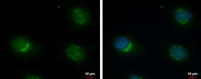 Immunocytochemistry/ Immunofluorescence: ERGI3 Antibody [NBP2-16367]
