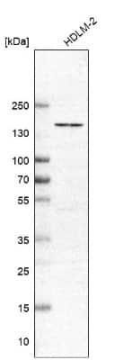 Western Blot: ERGIC1 Antibody [NBP1-83962]