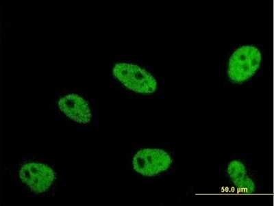 Immunocytochemistry/ Immunofluorescence: ERH Antibody (4A10) [H00002079-M14]