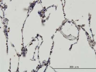 Immunohistochemistry-Paraffin: ERH Antibody (4A10) [H00002079-M14]
