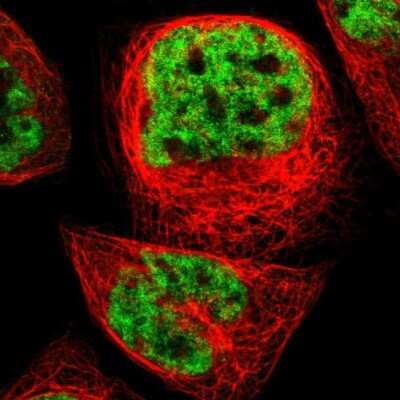Immunocytochemistry/ Immunofluorescence: ERH Antibody [NBP1-84976]