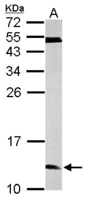 Western Blot: ERH Antibody [NBP1-32198]