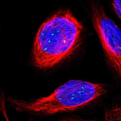 Immunocytochemistry/ Immunofluorescence: ERICH1 Antibody [NBP1-90952]