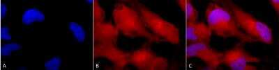 Immunocytochemistry/ Immunofluorescence: ERK1/2 Antibody [NB110-96887]