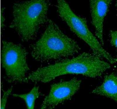 Immunocytochemistry/ Immunofluorescence: ERK1 Antibody (1A2) - BSA Free [NBP1-74032]