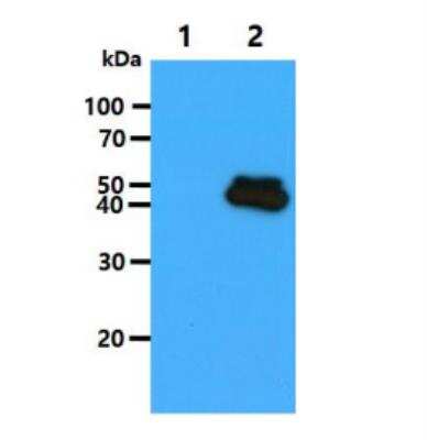 Western Blot: ERK1 Antibody (1A2)BSA Free [NBP1-74032]