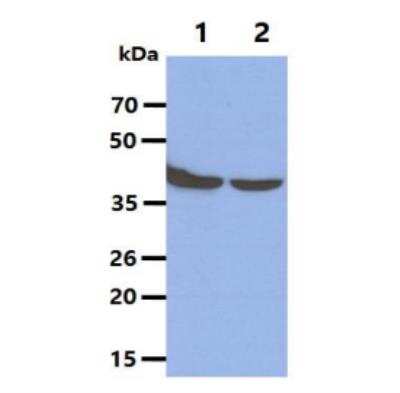 Western Blot: ERK1 Antibody (1A2)BSA Free [NBP1-74032]