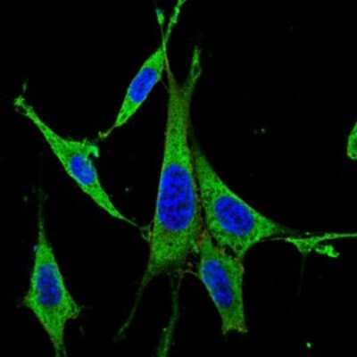 Immunocytochemistry/ Immunofluorescence: ERK1 Antibody (1E5) - BSA Free [NBP2-22203]