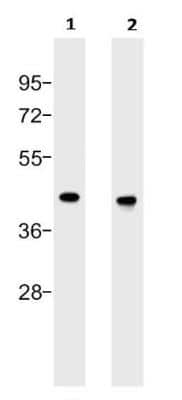 Western Blot: ERK1 Antibody (1E5)BSA Free [NBP2-22203]