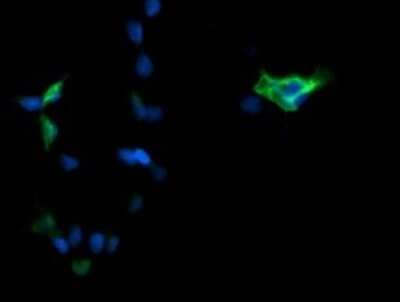 Immunofluorescence: ERK1 Antibody (OTI4D7) [NBP2-45814]