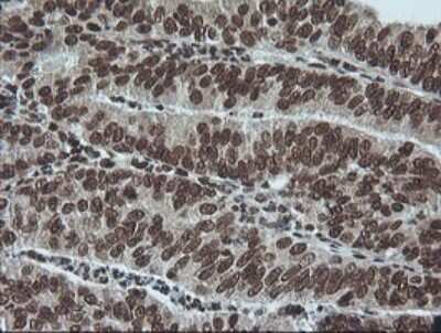 Immunohistochemistry: ERK1 Antibody (OTI4D7) [NBP2-45814]