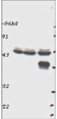 Western Blot: ERK1 Antibody [NBP1-78031]