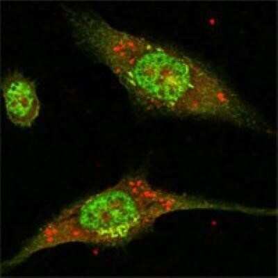 Immunocytochemistry/ Immunofluorescence: ERK2 Antibody (4C11) - BSA Free [NB110-60506]