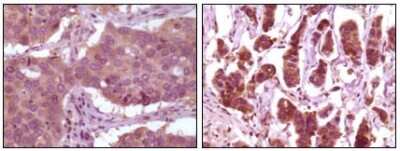 Immunohistochemistry-Paraffin: ERK2 Antibody (4C11) - BSA Free [NB110-60506]