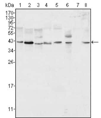 Western Blot: ERK2 Antibody (4C11)BSA Free [NB110-60506]