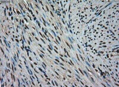 Immunohistochemistry-Paraffin: ERK2 Antibody (OTI6E5) [NBP1-47842]