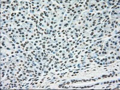 Immunohistochemistry: ERK2 Antibody (OTI6E5) - Azide and BSA Free [NBP2-71233]