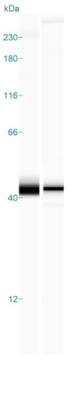 Simple Western: ERK2 Antibody [NBP1-87943]