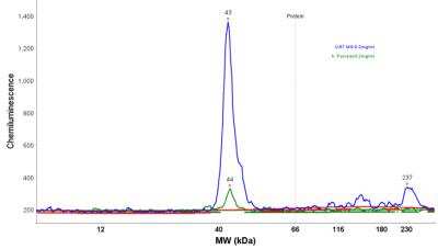 Simple Western: ERK2 Antibody [NBP1-87943]
