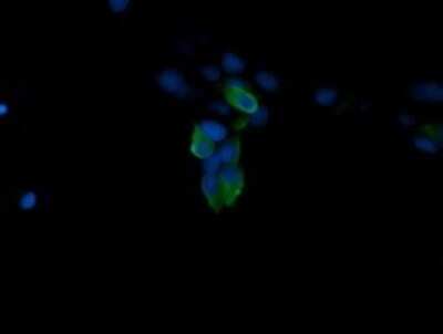 Immunofluorescence: ERK4/MAPK4 Antibody (OTI2D7) [NBP2-45743]