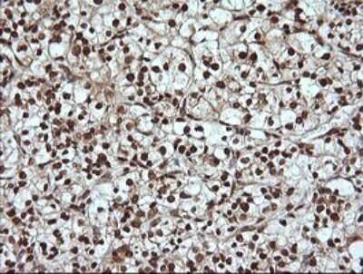 Immunohistochemistry: ERK4/MAPK4 Antibody (OTI2D7) [NBP2-45743]
