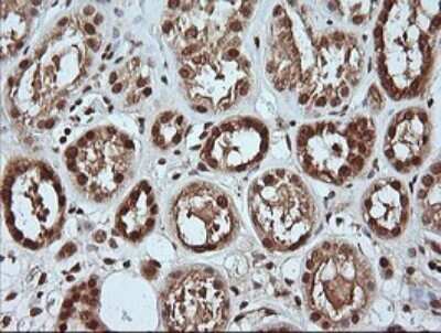 Immunohistochemistry: ERK4/MAPK4 Antibody (OTI2D7) [NBP2-45743]