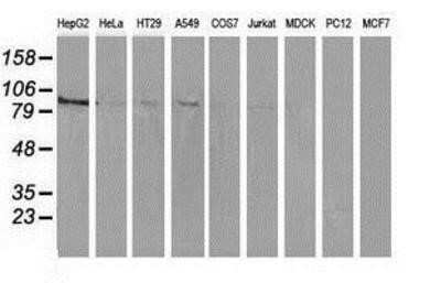 Western Blot: ERK5/BMK1 Antibody (OTI3H2)Azide and BSA Free [NBP2-71243]